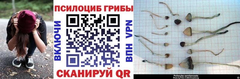 Купить где  Кореновск  Галлюциногенные грибы Magic Shrooms 